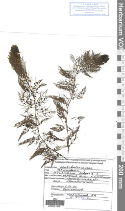 VOR 0019191