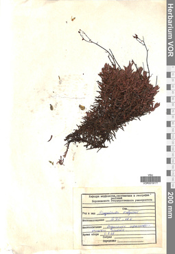 VOR 0019177