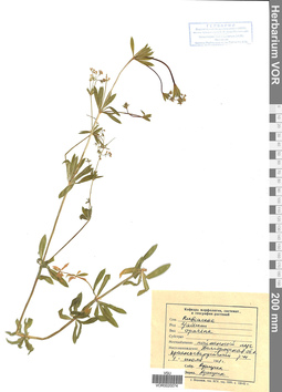 VOR 0020074