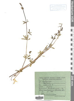 VOR 0020077