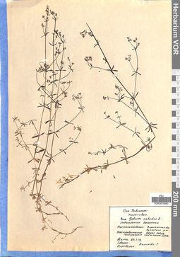 VOR 0016950