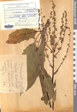 VOR 0020673
