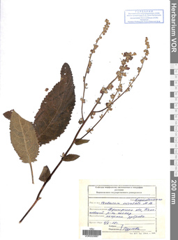 VOR 0020687