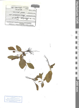 VOR 0019574