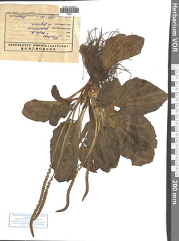 VOR 0019575