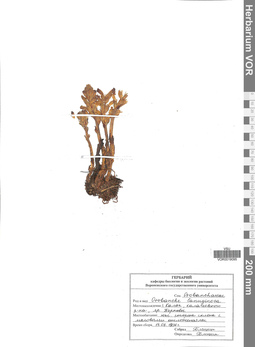 VOR 0019095