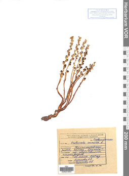 VOR 0019093