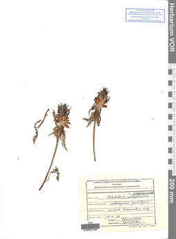 VOR 0021386