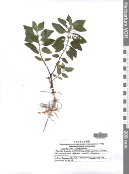 VOR 0039395
