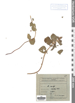 VOR 0020207