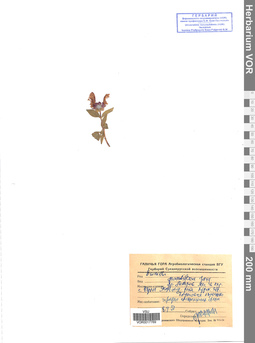 VOR 0017769