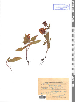 VOR 0017775