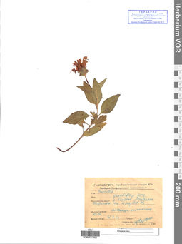 VOR 0017962