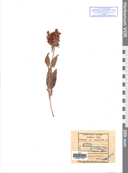 VOR 0017966