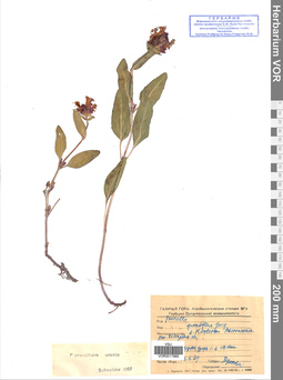 VOR 0017969