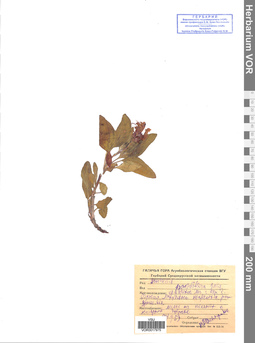 VOR 0017975