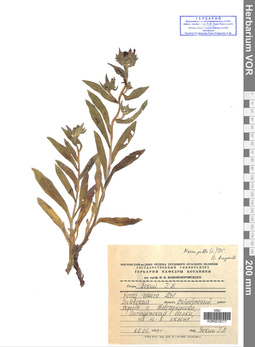 VOR 0016777