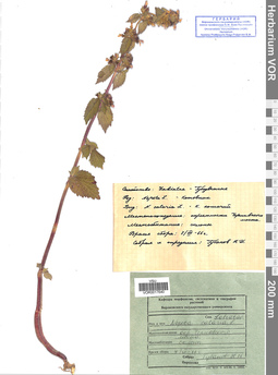 VOR 0017640