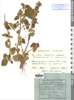 VOR 0017641