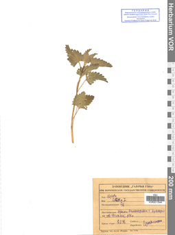 VOR 0017644