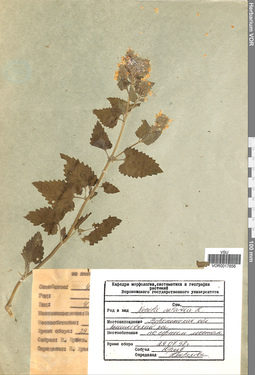 VOR 0017656