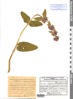 VOR 0017662