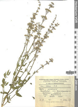 VOR 0017667