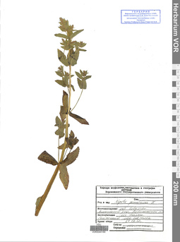 VOR 0040189