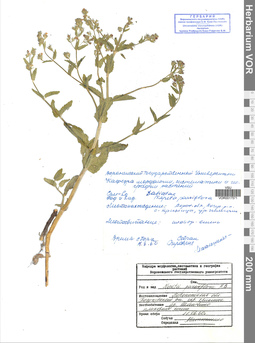 VOR 0017571