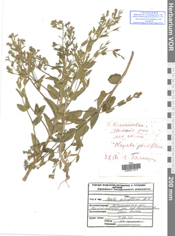 VOR 0017572