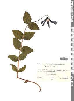 VOR 0042469