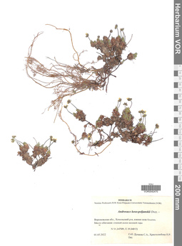 VOR 0042470
