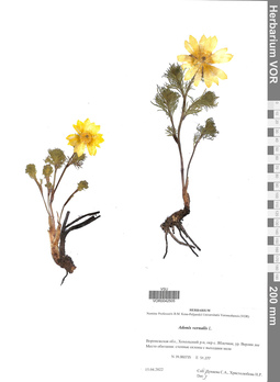 VOR 0042505