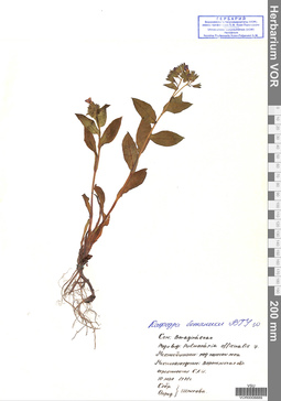 VOR 0008889