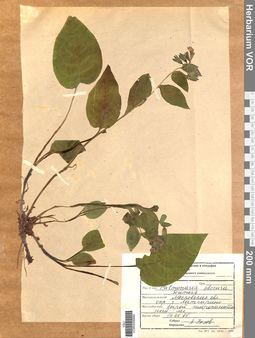 VOR 0008890