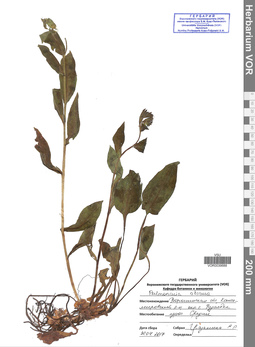 VOR 0039688