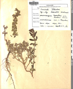 VOR 0017631