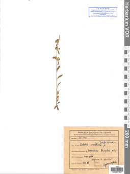 VOR 0017637