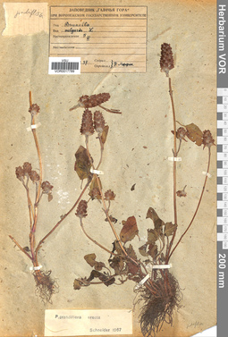 VOR 0017789