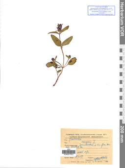VOR 0017812