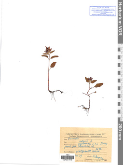 VOR 0017818