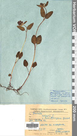 VOR 0017819