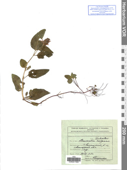 VOR 0017835