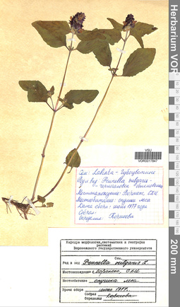 VOR 0017847
