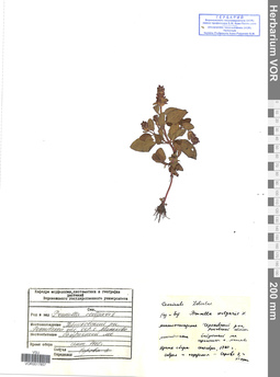 VOR 0017857