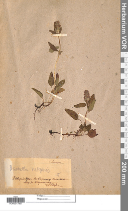 VOR 0017867
