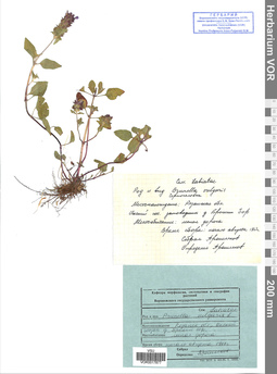 VOR 0017877