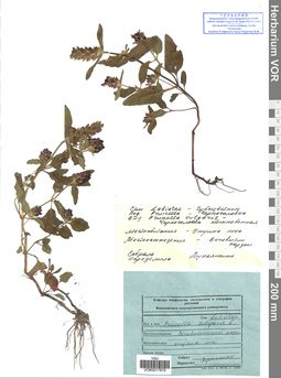 VOR 0017879
