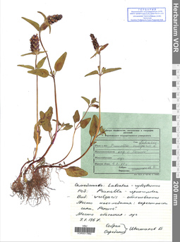 VOR 0017882
