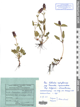 VOR 0017883